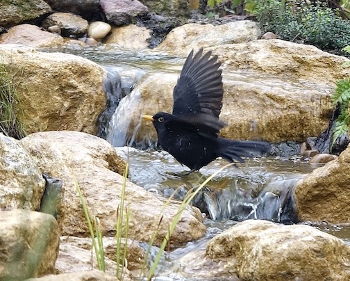 blackbird